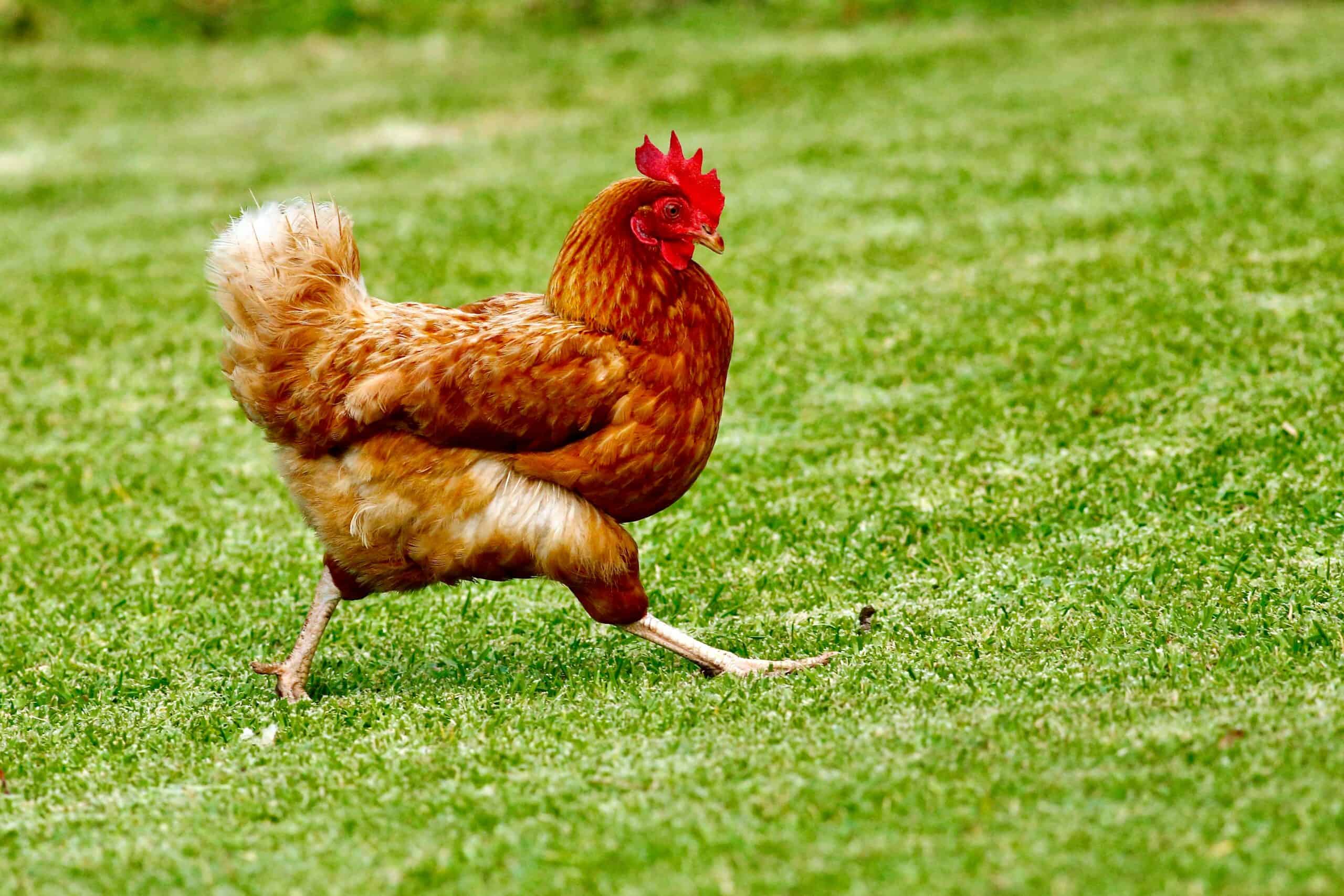 Sharing the bad news: don’t be afraid of being called Chicken Little
