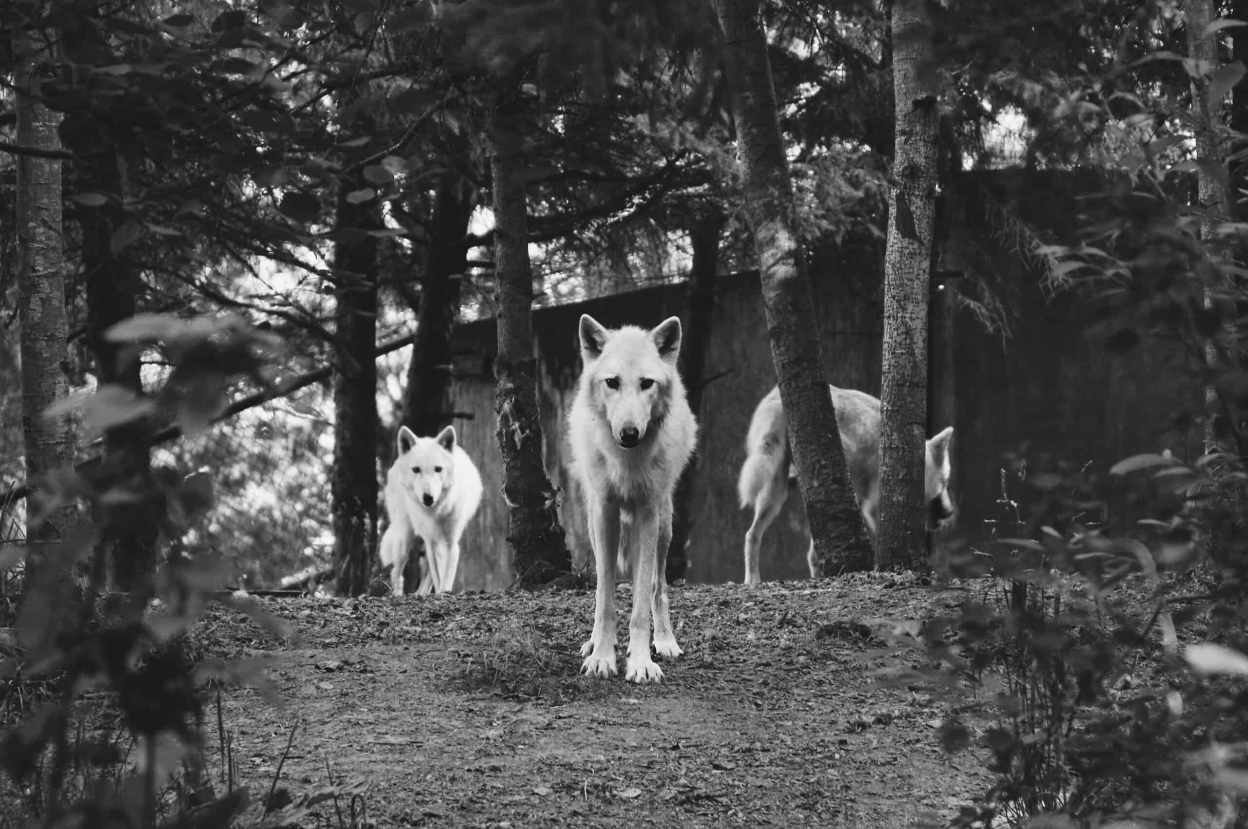 You Aren’t Crying Wolf