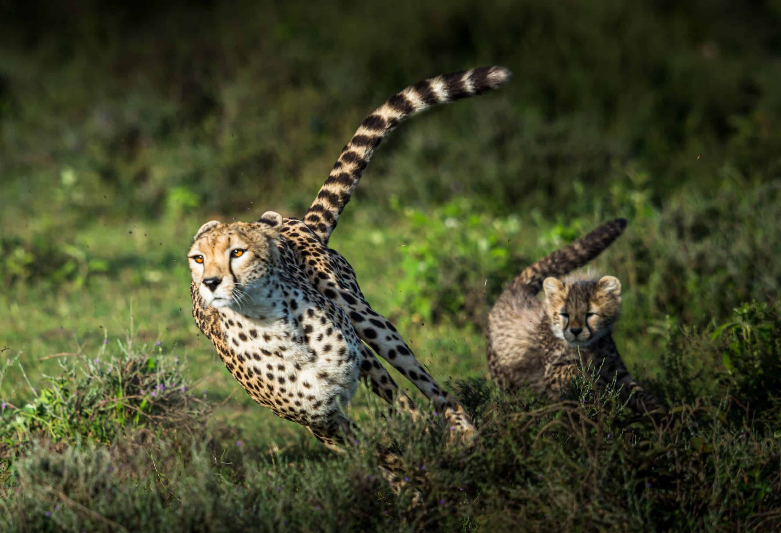 Speed: The Foundation of Becoming Crisis Confident