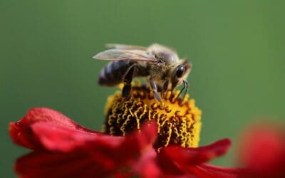 Feeling Umwelt: A Mental Framework for People Who Aren’t Listening