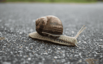 Strategically Speaking, Slow Down